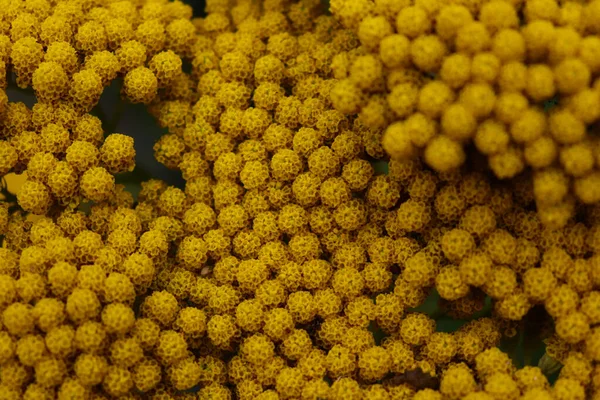Detailní Záběr Žluté Květy Šípu — Stock fotografie