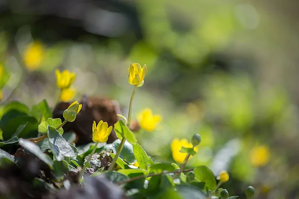 Une Mise Point Sélective Belles Fleurs Jaunes Dans Jardin Vert — Photo