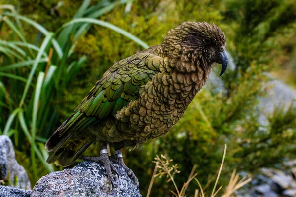 뉴질랜드의 자리잡고 앵무새의 — 스톡 사진