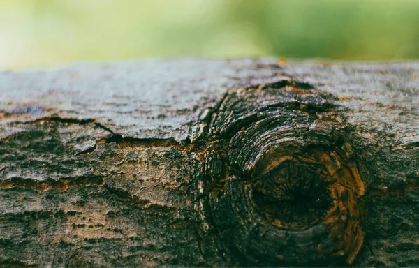 Eine Nahaufnahme Einer Baumstammoberfläche Der Natur Auf Verschwommenem Hintergrund — Stockfoto