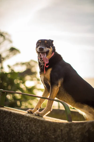 Милий Собака Грайливо Оглядається Парку Заході Сонця — стокове фото