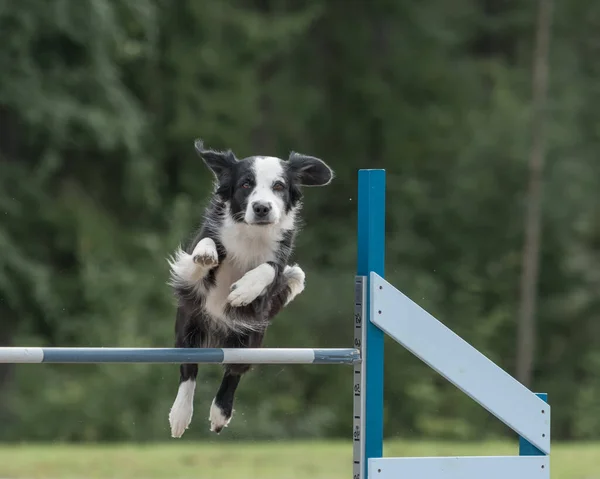 Una Toma Selectiva Border Collie Salta Sobre Obstáculo Agilidad —  Fotos de Stock