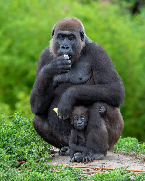 A vertical shot of a gorilla eating banana and the baby hid in it's legs