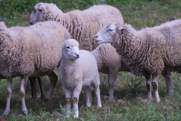 スペインのガリツィアの森で羊の放牧のクローズアップショット — ストック写真