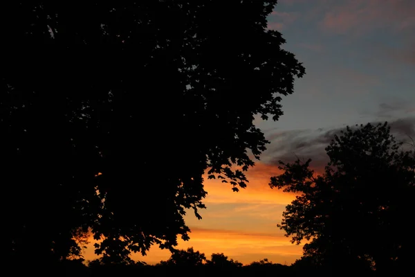 Ein Schöner Sonnenuntergang Über Der Wachsenden Vegetation — Stockfoto