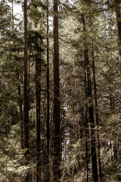 Plan Vertical Grands Arbres Dans Forêt — Photo