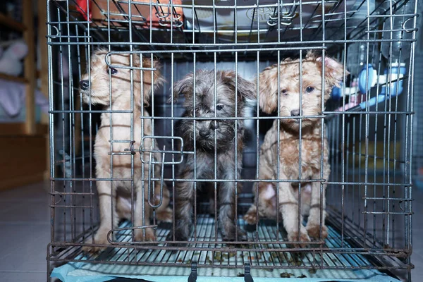 The three puppies locked in the cage