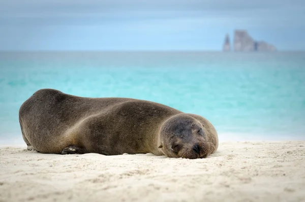 Una Toma Selectiva León Marino Relajándose Playa Arena Isla Galápagos — Foto de Stock