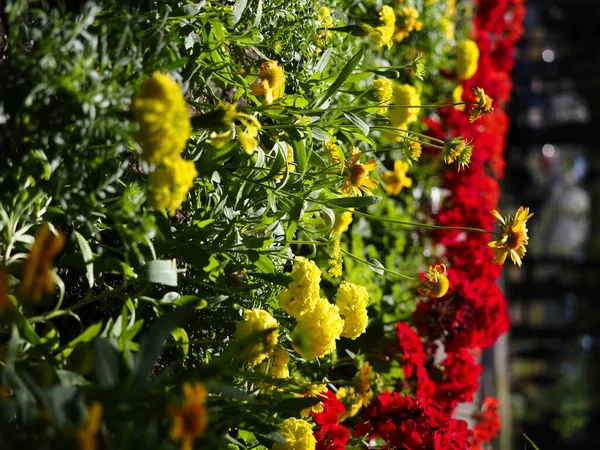 Krásné Červené Žluté Květy Kvetoucí Zahradě Munsinger Rozmazaným Pozadím — Stock fotografie