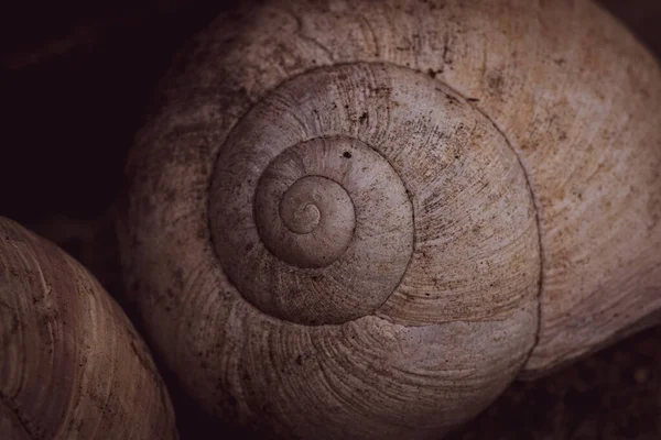 Una Macro Vista Una Conchiglia Mare — Foto Stock