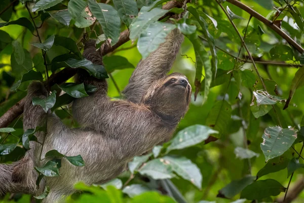 Closeup Shot Sloths Tree Green Leaves Manuel Antonio National Park — Stock Photo, Image