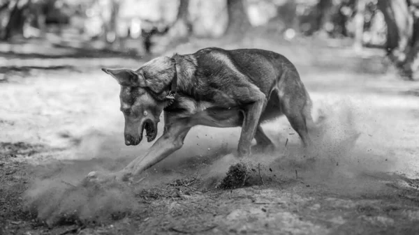 Een Grijswaarden Shot Van Leuke Hond Spelend Het Park — Stockfoto