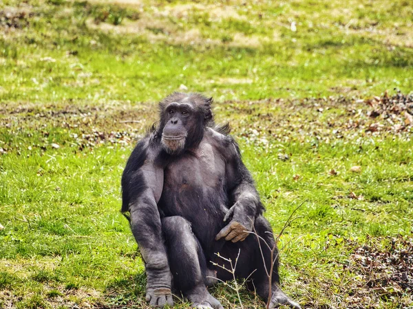 A chimpanzee monkey sitting on the grass in the zoo in Kanzas