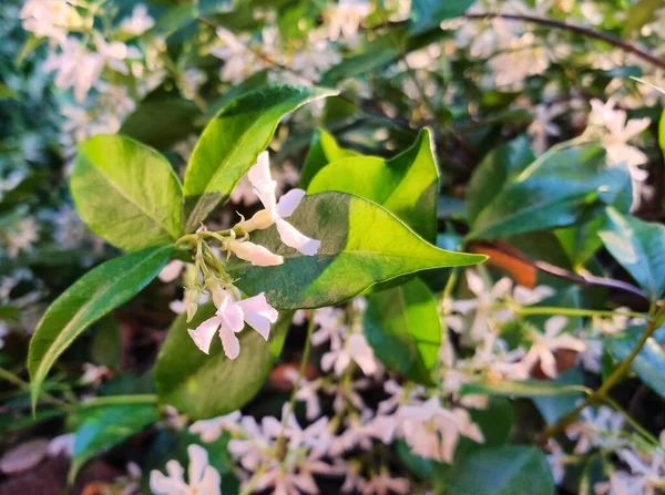 The close-up shot of a white jasmine plant flower with sunshine on it