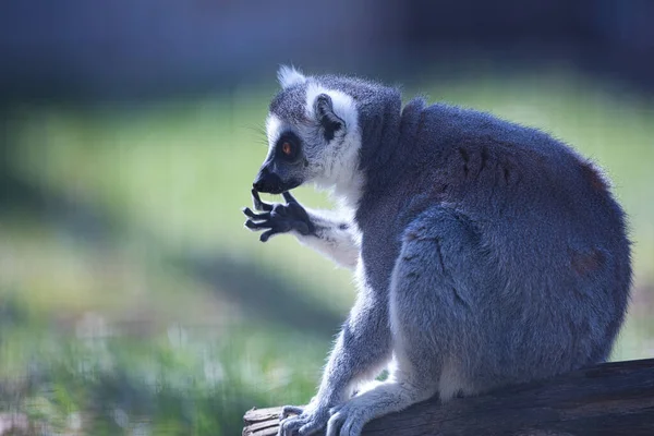 Ein Selektiver Fokus Eines Niedlichen Feline Lemur Einem Nationalpark — Stockfoto