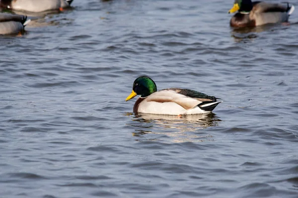 Primer Plano Hermoso Mallardo Flotando Una Superficie Agua Día Soleado — Foto de Stock