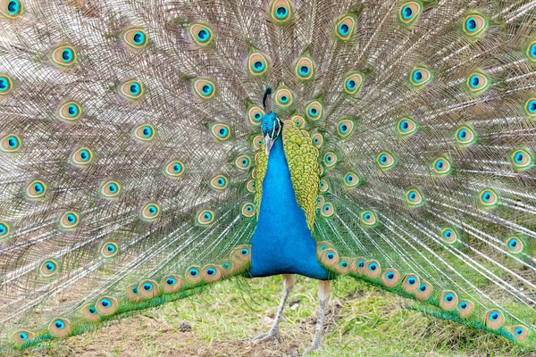 Ein Porträt Eines Schönen Pavos Mit Offenem Schwanz — Stockfoto