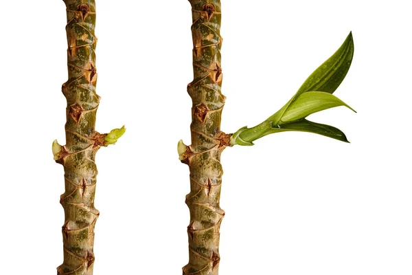 Primer Plano Las Plantas Crecimiento Sobre Fondo Blanco — Foto de Stock