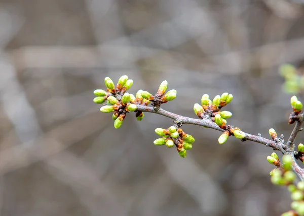 Ένα Κοντινό Πλάνο Πολλά Μπουμπούκια Prunus Spinosa Ένα Κλαδί — Φωτογραφία Αρχείου