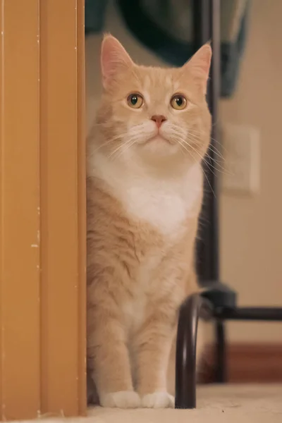 Vertical Shot Beige House Cat Standing Next Door Frame — Stock Photo, Image