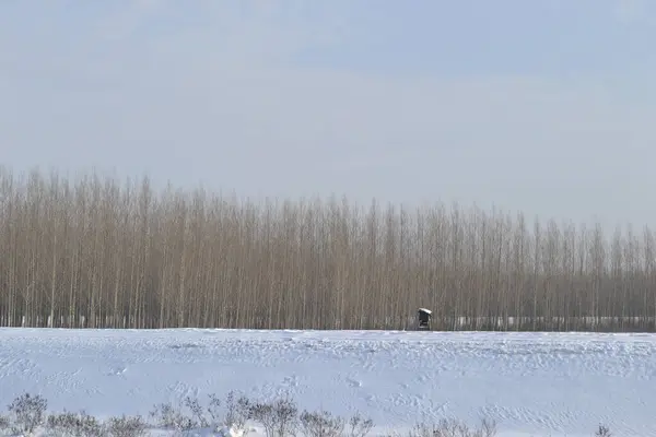 겨울에 눈으로 가지를 나무들의 — 스톡 사진