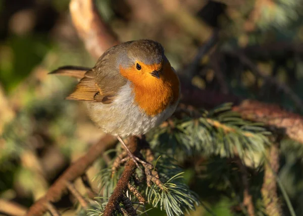 Grund Fokus Europeisk Robin Fågel Står Trädgren Med Suddig Bakgrund — Stockfoto