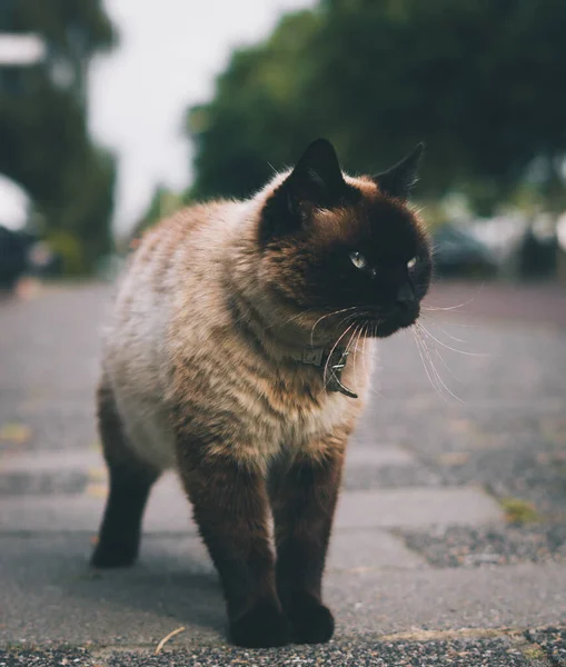 Närbild Skott Härlig Vit Och Svart Katt Gatan Med Suddig — Stockfoto