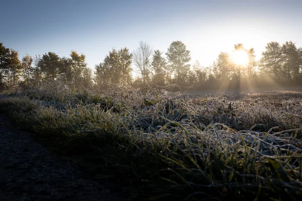 Eine Nahaufnahme Des Überwucherten Feldes Mit Sonnenuntergang Durch Bäume Hintergrund — Stockfoto