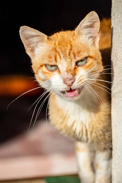 Homemade Ginger Cat Green Eyes Close — Stock Photo, Image