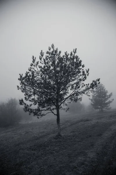 木と霧の恐ろしいフィールドの垂直グレースケールショット — ストック写真