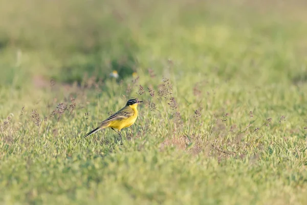 Selektivní Záběr Západně Žlutého Ptáka Sedícího Trávě Poli — Stock fotografie