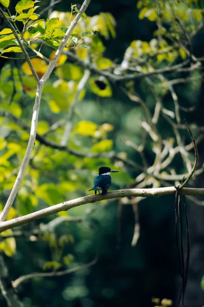 Een Verticaal Schot Van Een Amerikaanse Groene Ijsvogel Een Tak — Stockfoto