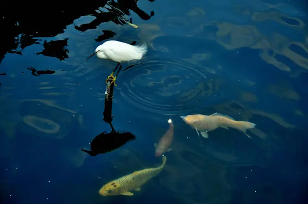 Close Shot Heron Sitting Wooden Stick Pond Koi Fishes — Stock Photo, Image