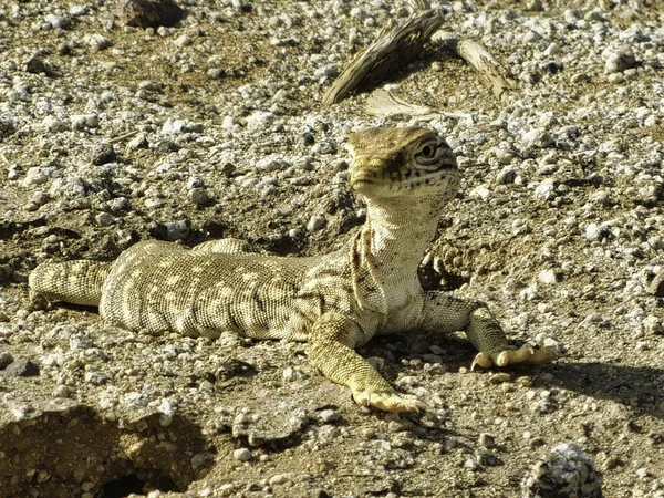 Gros Plan Lézard Rampant Sur Des Rochers Dans Désert Arabie — Photo