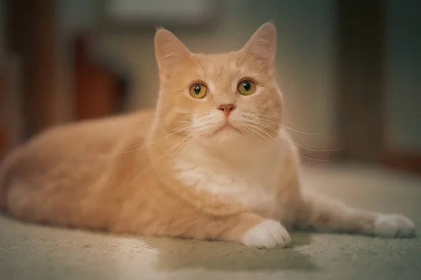 カーペットの上に横たわるベージュの家の猫のクローズアップショット — ストック写真