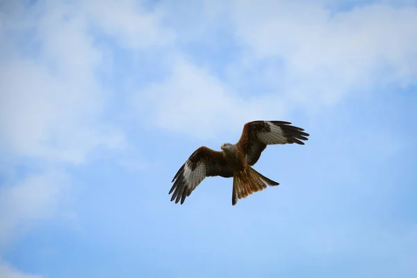Ein Malerischer Blick Auf Einen Den Bewölkten Himmel Fliegenden Rotmilan — Stockfoto