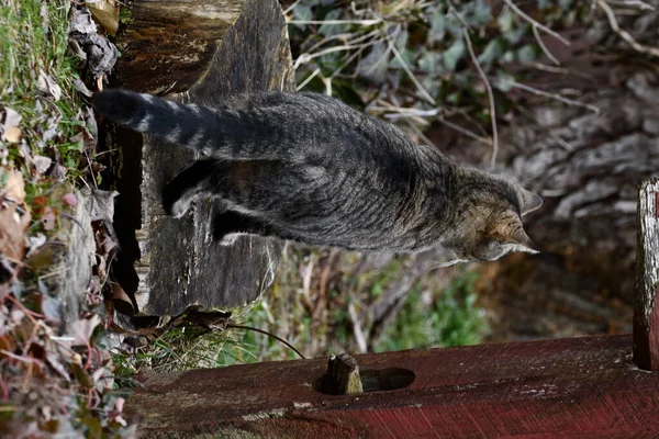 사냥을 사슴뿔의 탁트인 고양이 — 스톡 사진