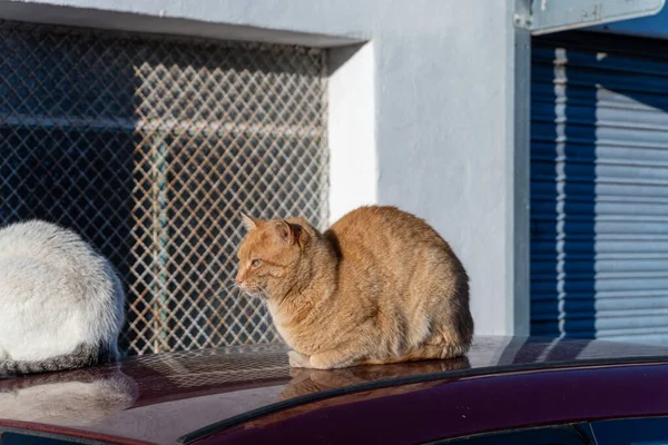 아나톨리아 고양이의 — 스톡 사진