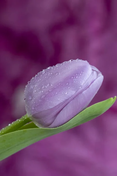 一朵美丽的郁金香花 露珠与紫色背景隔离 — 图库照片