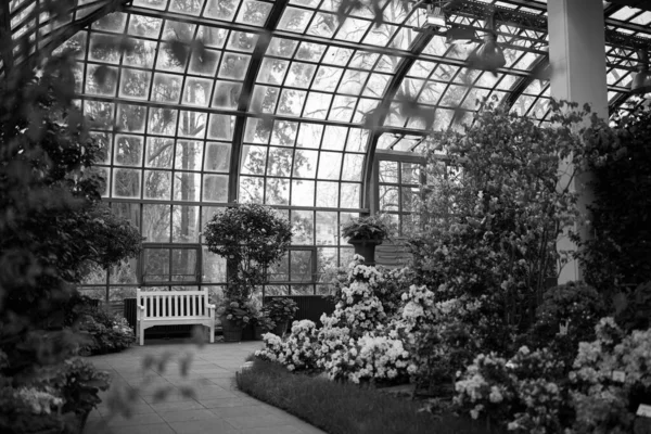 Une Vue Niveaux Gris Jardin Botanique Avec Des Fleurs Des — Photo