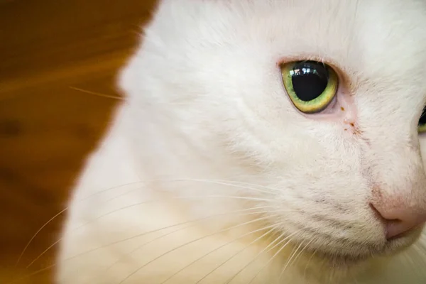 Eine Schöne Weiße Langhaarige Katze Mit Einer Rosa Nase Und — Stockfoto