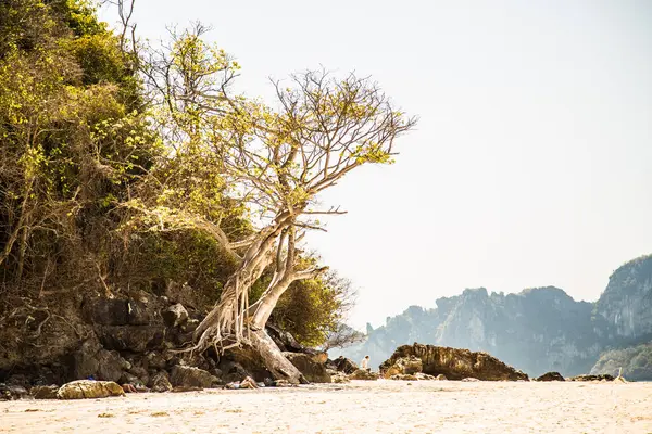 Ein Malerischer Blick Auf Einen Mit Bäumen Bedeckten Felsen — Stockfoto