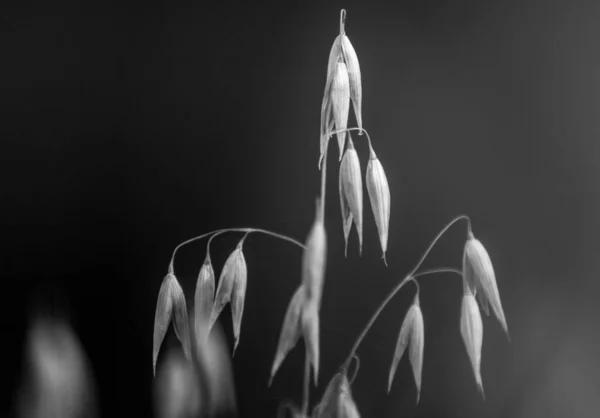 一种生长在植物上的燕麦考夫曼种子的灰度照片 — 图库照片