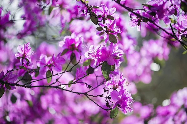 Bahçesinde yeşil yapraklar olan güzel bir Rhododendron çiçeğinin seçici odak noktası.