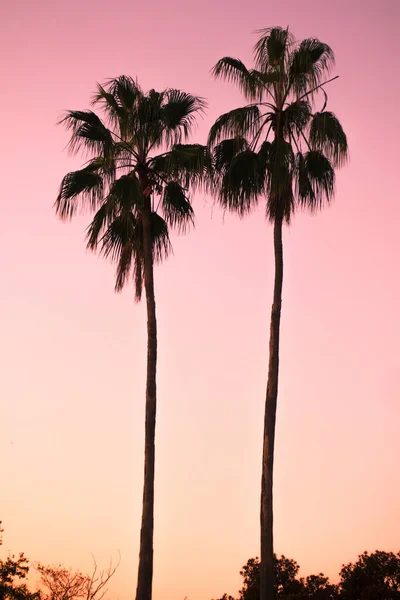 Fondo Pantalla Palmtree Sunrises Situado Hermosa Playa Bondi Sydney Australia — Foto de Stock