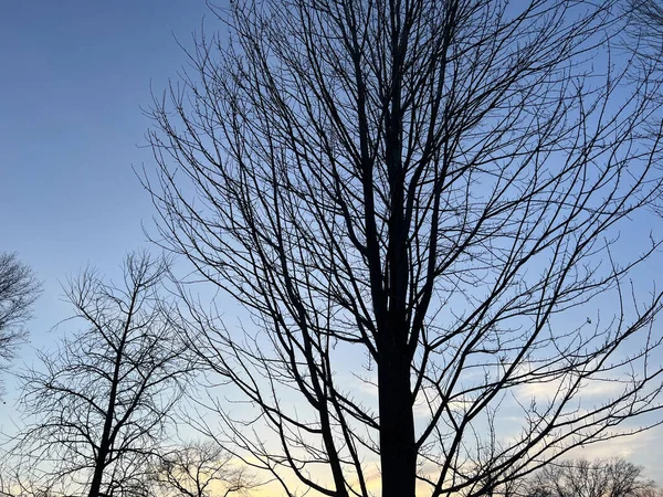 Una Silhouette Angolo Basso Cielo Sotto Alberi Senza Foglie — Foto Stock