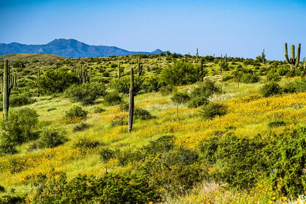 Een Uitzicht Toont Een Heuvel Een Regenbui Arizona Woestijn Met — Stockfoto