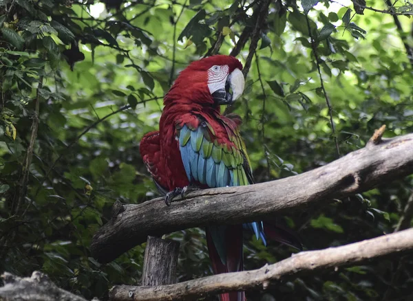 Papagaio Ara Vermelho Sentado Galho Árvore Floresta Tropical — Fotografia de Stock