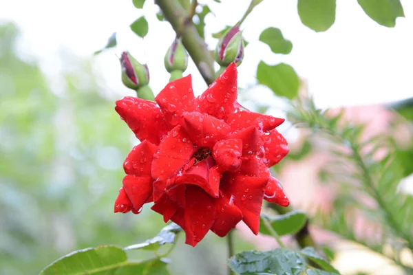 Selective Focus Shot Wet Red Rocktrumpet Flower Garden — Stock Photo, Image