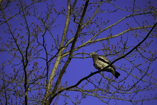 Mavi Gökyüzüne Karşı Duran Güzel Bir Kuşun Alçak Açılı Görüntüsü — Stok fotoğraf